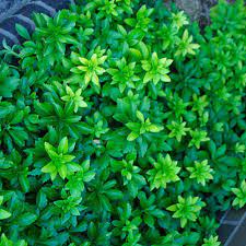 Tiny white flower spikes appear in early spring. Japanese Spurge Finegardening