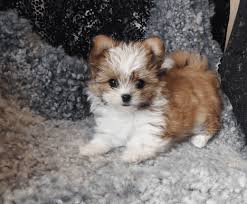 Contact us for quotes and more information regarding our teacup maltese puppies for sale near me. Show Me A Miki Dog Online