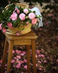 Courtney Allison On Instagram A Beautiful Mess Those Pretty Little Camellias And Dropped Petals Are Pre Flower Garden Pictures Beautiful Mess Rose Cottage