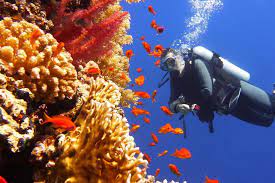 To plunge, especially headfirst, into water. Types Of Diving You Need To Know About Boat In The Bay Blog