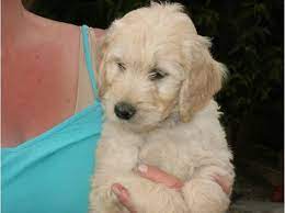 Located in highlands, north carolina, near sc, tn, and ga. Ready To Go Miniature Goldendoodles For Sale In Charlotte North Carolina Classified Americanlisted Com