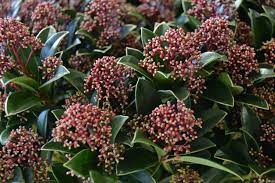 If pollinated by a male plant, female plants bear bright red berries right around the time of the winter holidays. Skimmia Japonica Pink Dwarf Male Plant Greenseasons