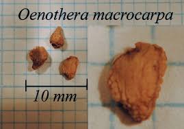 Image result for Oenothera indecora