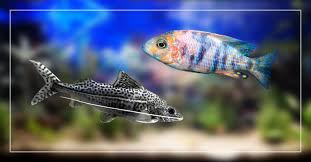 How ling does a catfish have to be keep? Pictus Catfish And African Cichlids Can They Live Together