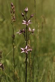 Image result for Swertia erosula