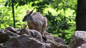 Watch the 2021 australia vs new zealand all blacks replay. Wallabies Stock Video Footage 4k And Hd Video Clips Shutterstock