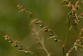 Image result for Phyllanthus pentandrus
