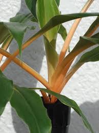 Image result for Chlorophytum affine