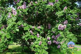 Image result for Millettia grandis