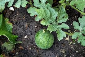 Melone Anbauen Vorziehen Pflanzen Pflegen Und Ernten Gruneliebe Melonen Anbauen Wassermelone Pflanzen Pflanzen