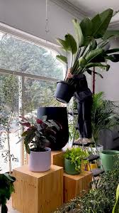 Image result for Streptocarpus leptopus