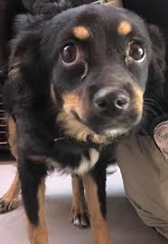 Black And Brown Terrier Dog Animal Id 39015975 Species Dog Breed Terrier Mix Age 2 Years 1 Day Gender Female Size Medium Color Black Brown Site Department O Dog Breeds Dogs Animals