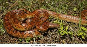 These snakes are not aggressive and avoid direct contact with people and pets. Wild Red Rat Snake Florida Stock Photo Edit Now 569307385