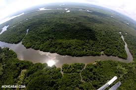 Ilustrasi hutan kota (reuters/thomas peter). Kerusakan Hutan Mangrove Archives Mongabay Co Id Mongabay Co Id