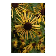 Check spelling or type a new query. Rudbeckia Subtomentosa Henry Eilers Henry Eilers Sweet Coneflower Broken Arrow Nursery