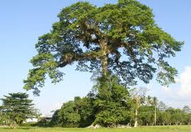 Image result for Ceiba pentandra