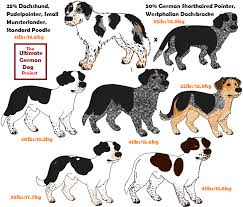 Akc standard poodles for sale. Ugd Project Ticked Roan Mixes By Leonca On Deviantart