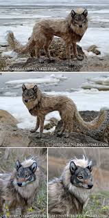 Mitama 1 Cute Fantasy Creatures Fantasy Art Dolls Cute Animals