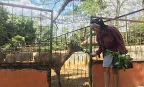 Untuk harga tiket wahana yang belum dijelaskan bisa karena gratis ataupun belum ada update harga terbaru. 10 Gambar Kebun Binatang Medan Zoo Harga Tiket Masuk Lokasi Alamat Simalingkar B Jejakpiknik Com
