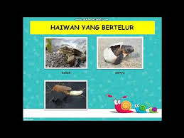 Haiwan yang tergolong dalam golongan parthenogenesis mampu membiak tanpa bantuan haiwan jantan. Sains Tahun 2 Haiwan Lessons Blendspace