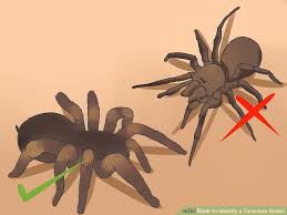 3 Ways To Identify A Tarantula Spider Wikihow