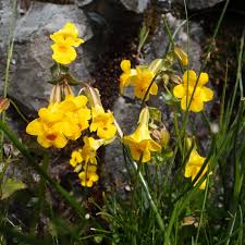 Image result for Mimulus gracilis