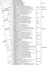 Image result for Eriosema rhynchosioides