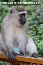 Monkeyland In Plettenberg Bay Help For Animals In South Africa 1 5 Animals South Africa Wildlife Africa Wildlife