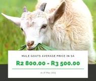 Image result for Where To Buy Boer Goats In South Africa
