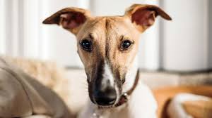 Piccolo levriero italiano) is an italian breed of small sighthound. Italian Greyhound Dog Breed Information Pictures Cyberpet