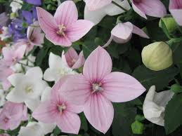 Use small scissors to clip the dead flowers from the stems of your balloon flower plant. Balloon Flower Plant Growing Balloon Flowers In Your Garden