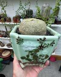 Image result for Adenia karibaensis