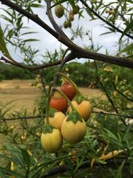 Image result for Amblygonocarpus