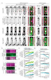 Cdc42 antibody detects endogenous levels of total cdc42 protein. Cells Free Full Text Activation Of Cdc42 Gtpase Upon Cry2 Induced Cortical Recruitment Is Antagonized By Gaps In Fission Yeast