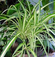 Image result for Chlorophytum bowkeri