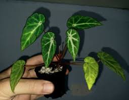 Image result for Begonia poculifera