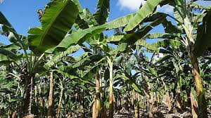 Aliado de produtores de banana em SP, Bolsonaro faz lobby | Geral