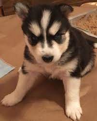 Pin On Puppies For Sale