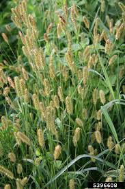 Image result for Setaria pumila