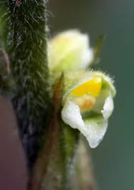 Image result for Hetaeria occidentalis