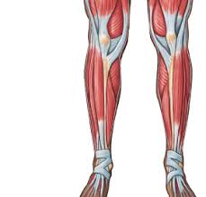 Muscles chart description muscular body woman. Https Www Pearsonhighered Com Assets Samplechapter 0 1 3 4 013439495x Pdf