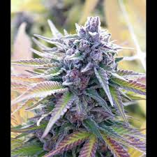 It was created by gg strains and went on to win two cannabis cups, starting in 2014 and one high times jamaican cup. Purple Gorilla Seeds66
