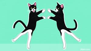 And he raises his arms. Crazy Cat Lady Why Are My Sibling Cats Always Fighting Sheknows