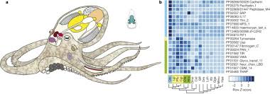 Answers in as fast as. The Octopus Genome And The Evolution Of Cephalopod Neural And Morphological Novelties Nature