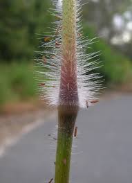 Image result for Melinis minutiflora