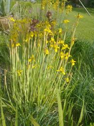 Image result for Moraea spathulata