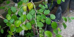 Maybe you would like to learn more about one of these? Apa Itu Daun Bidara Tanaman Herbal Berkhasiat Bisa Buat Masakan Halaman All Kompas Com