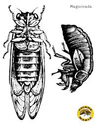 Select from 31983 printable coloring pages of cartoons animals nature bible and many more. Cicada Fun Page Cicada Mania