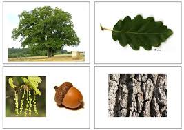 Reconnaissance Des Arbres Grace Aux Feuilles Tronc Fleurs Fruits En 2020 Reconnaitre Les Arbres Arbre Animateur Nature