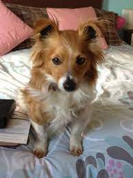 Check spelling or type a new query. 18 Unreal Jack Russell Cross Breeds You Have To See To Believe Jack Russell Mixed Breed Puppies Mixed Breed Dogs